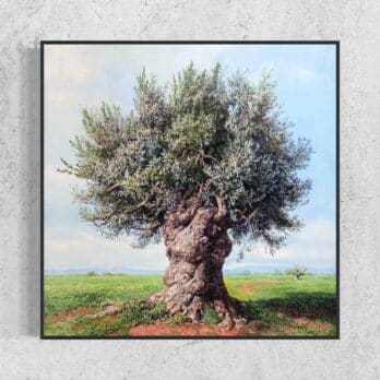 Print on Canvas “Olive Tree III” by Elidon