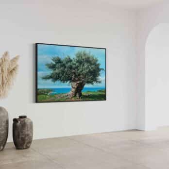 Print on Canvas “Olive Tree I” by Elidon